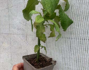 Mexicaanse salie (niet eetbaar) in een pot