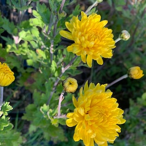 tea/infusion chrysanthemum - 2 year old plant - júhuāchá