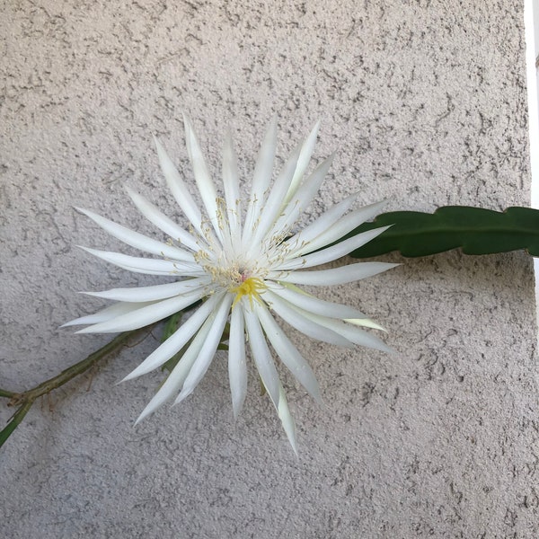 Queen of the Night Night Blooming Cereus Cuttings