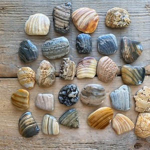 This listing is for kitchen knob and drawer handles made from live edge seashells. These seashells were hand selected from beaches across the Eastern United States. These shells are as found without any additional cutting or shaping.