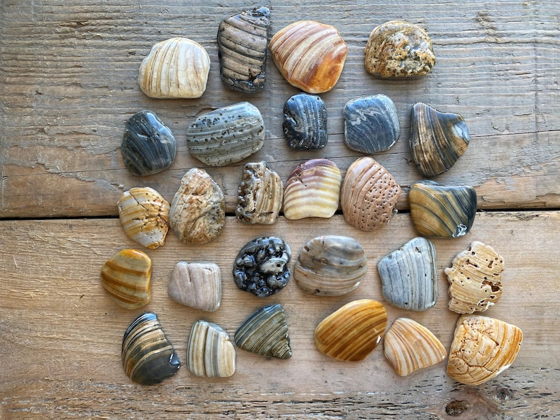 This listing is for kitchen knob and drawer handles made from live edge seashells. These seashells were hand selected from beaches across the Eastern United States. These shells are as found without any additional cutting or shaping.