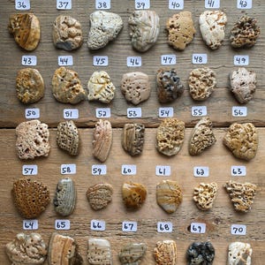 K&ouml;nnte beinhalten: Eine Anordnung von 35 nummerierten Steinen, vermutlich Fossilien oder Strandfunde, auf Holz. Die Steine weisen verschiedene Beige- und Braunt&ouml;ne sowie unterschiedliche Texturen und Muster auf.