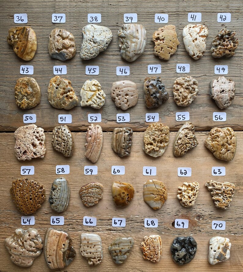 K&ouml;nnte beinhalten: Eine Anordnung von 35 nummerierten Steinen, vermutlich Fossilien oder Strandfunde, auf Holz. Die Steine weisen verschiedene Beige- und Braunt&ouml;ne sowie unterschiedliche Texturen und Muster auf.