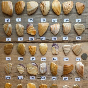 以下が含まれることがあります： 木製の表面に並べられた、茶色、黄色、白のストライプと模様が様々な、滑らかで磨かれた21個の石のコレクションです。