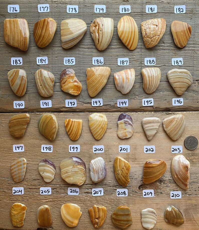 以下が含まれることがあります： 木製の表面に並べられた、茶色、黄色、白のストライプと模様が様々な、滑らかで磨かれた21個の石のコレクションです。