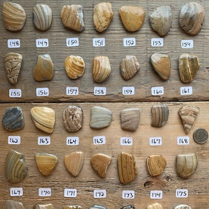 This listing is for kitchen knob and drawer handles made from live edge seashells. These seashells were hand selected from beaches across the Eastern United States. These shells are as found without any additional cutting or shaping.