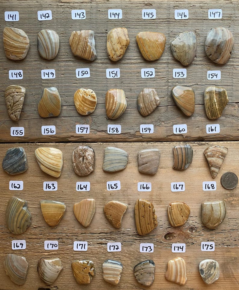 This listing is for kitchen knob and drawer handles made from live edge seashells. These seashells were hand selected from beaches across the Eastern United States. These shells are as found without any additional cutting or shaping.