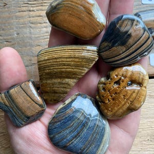 K&ouml;nnte beinhalten: Eine Sammlung polierter Steine in verschiedenen Formen und Gr&ouml;&szlig;en. Die Steine zeigen eine Reihe von Farben, darunter Braun, Beige und Blau, mit ausgepr&auml;gten B&auml;ndern. Die glatten Oberfl&auml;chen reflektieren das Licht und unterstreichen ihre nat&uuml;rliche Sch&ouml;nheit.