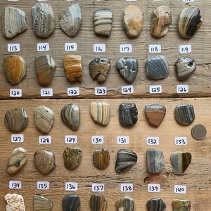 Unique Kitchen knobs Cabinet knobs Drawer pulls Sea Shell handles Drawer handles Bathroom handles Natures knobs Kitchen cabinet Shells Bild 9