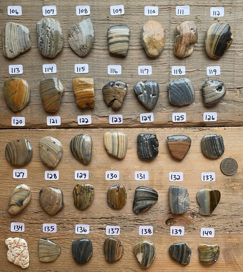 Unique Kitchen knobs Cabinet knobs Drawer pulls Sea Shell handles Drawer handles Bathroom handles Natures knobs Kitchen cabinet Shells Bild 9