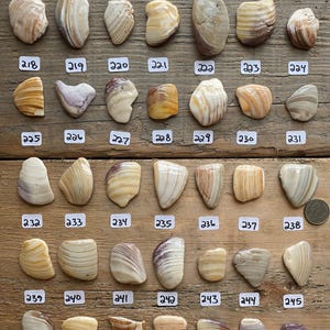 以下が含まれることがあります： 木製の表面に並んだ35個の貝殻のコレクション。貝殻は、複雑な模様が施された、さまざまな茶色、白、ベージュの色合いです。各貝殻には、211から245までの番号が付けられています。