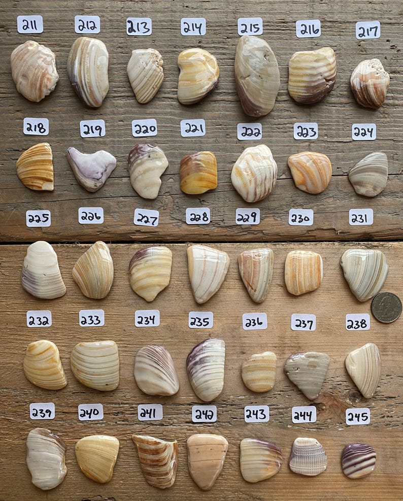 以下が含まれることがあります： 木製の表面に並んだ35個の貝殻のコレクション。貝殻は、複雑な模様が施された、さまざまな茶色、白、ベージュの色合いです。各貝殻には、211から245までの番号が付けられています。