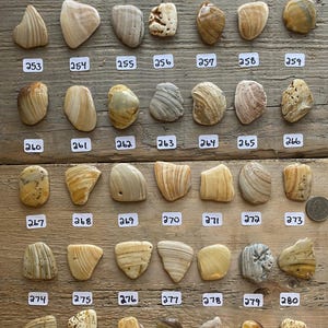 以下が含まれることがあります： 茶色、ベージュ、白の様々な色合いの、滑らかで磨かれた石の35個のコレクション。石は列に並べられ、246から280まで番号が付けられています。