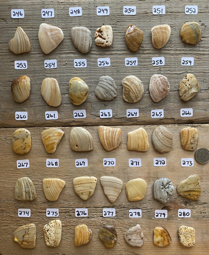 以下が含まれることがあります： 茶色、ベージュ、白の様々な色合いの、滑らかで磨かれた石の35個のコレクション。石は列に並べられ、246から280まで番号が付けられています。