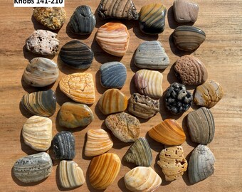 Unique Kitchen knobs Cabinet knobs Drawer pulls Sea Shell handles Drawer handles Bathroom handles Natures knobs Kitchen cabinet Shells