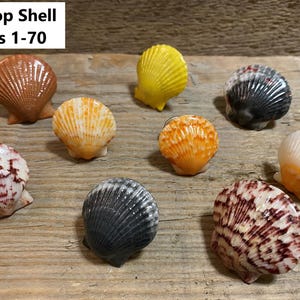 Unique Kitchen knobs Cabinet knobs Drawer pulls Sea Shell handles Drawer handles Bathroom handles Natures knobs Beach Home decor