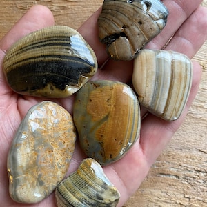 K&ouml;nnte beinhalten: Eine Sammlung polierter Steine mit nat&uuml;rlichen Mustern in Braun-, Beige- und Graut&ouml;nen. Die Steine variieren in Form und Gr&ouml;&szlig;e und weisen sichtbare Schichten und Texturen auf. Einige haben eine gl&auml;nzende Oberfl&auml;che, alle werden in einer Hand gehalten.