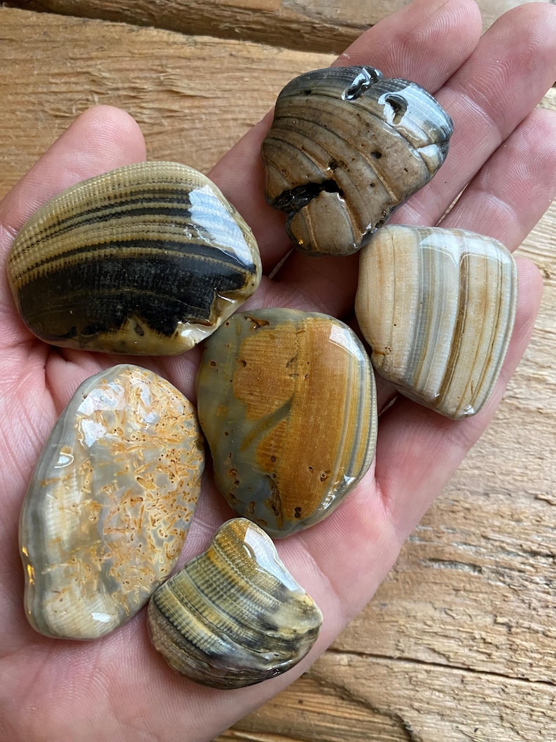 K&ouml;nnte beinhalten: Eine Sammlung polierter Steine mit nat&uuml;rlichen Mustern in Braun-, Beige- und Graut&ouml;nen. Die Steine variieren in Form und Gr&ouml;&szlig;e und weisen sichtbare Schichten und Texturen auf. Einige haben eine gl&auml;nzende Oberfl&auml;che, alle werden in einer Hand gehalten.