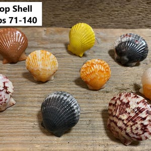 May include: A collection of scallop shell knobs in various colors, including brown, yellow, orange, black, and white. The knobs are arranged on a wooden surface. Text at the top reads "Scallop Shell Knobs 71-140".