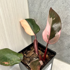 Philodendron Pink Princess | 2" planter