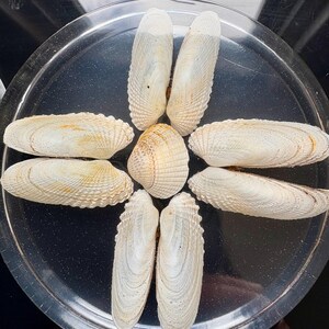 Deep-fill harsonderzetters met schelpen.