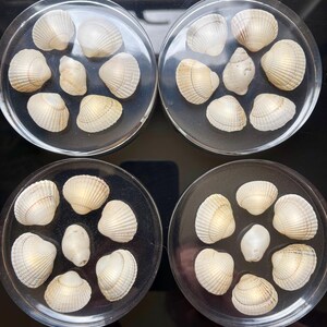 Deep-fill harsonderzetters met schelpen.