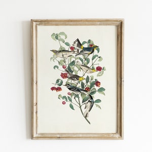 Vintage Bird Art - Girls Room Wall Decor - Country Farmhouse Print - Printable Digital Art |