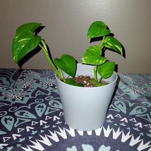 May include: A small potted plant with vibrant green leaves, speckled with yellow, sits in a light gray pot. The plant is placed on a patterned blue and white fabric, with a solid gray background.
