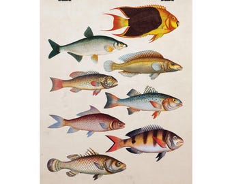 Vintage Fish Print: Antique Marine Life Illustration, Coastal Wall Art