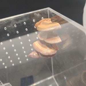 3D printed Corner Shelf Fungi Jumping Spider Hide/Platform