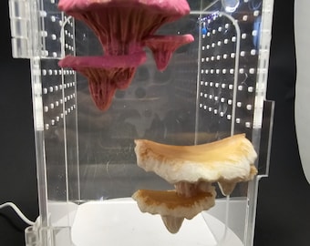 3D Printed Oyster/Djamor Fungi Platform and Hide Jumping Spider Decor- Mushroom