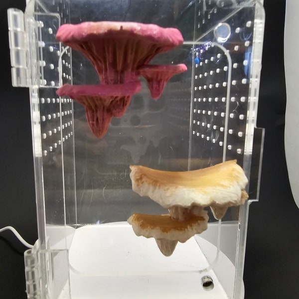 3D Printed Oyster/Djamor Fungi Platform and Hide Jumping Spider Decor- Mushroom