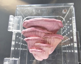 3D-geprinte magnetische Djamor Fungus Platform-spinnenhuid