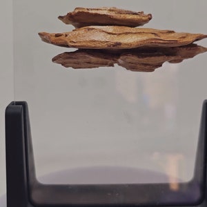 3D gedruckter Magnetischer Ostrea Fungus Plattform Spinnenversteck