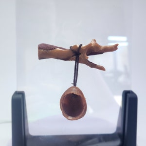 3D printed Magnetic Walnut Swing Spider Hide