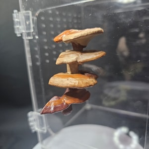 May include: A stack of four brown and orange mushrooms with a layered, tiered appearance. The mushrooms are displayed in a clear plastic container.