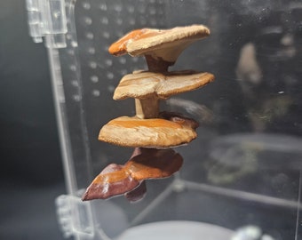 3D-utskriven hörnhylla svamphoppande spindel gömställe/plattform