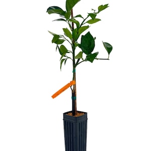Tarocco Blood Orange Tree | No shipping to California, Florida, Arizona, Louisiana or Hawaii