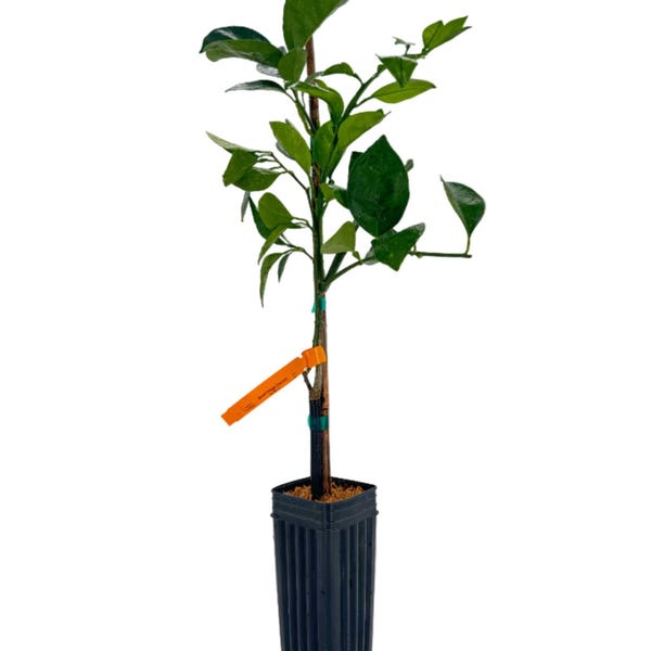 Tarocco Blood Orange Tree | No shipping to California, Florida, Arizona, Louisiana or Hawaii