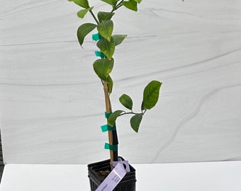 Preorder: Dwarf Lemon Tree Starter Plants