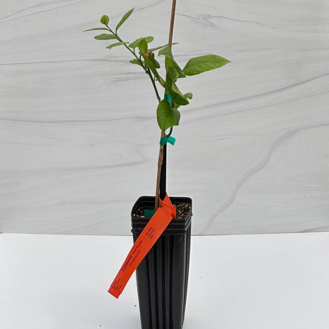 Eureka Lemon Tree Texas Grown no Shipping to AZ, CA, LA, Fl Orders Will