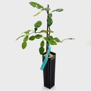 Kaffir (Makrut) Lime Tree | No shipping to California, Florida, Arizona, Louisiana or Hawaii