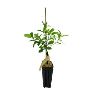 Calamondin Tree | No shipping to California, Florida, Arizona, Louisiana or Hawaii