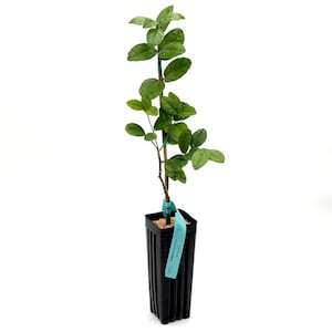 KEY LIME TREE (Mexican Thornless) - Texas Grown - Certified Nursery - Tangy, Juicy Limes - (No Shipping to ca, fl, la, az)
