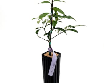 Arbre de kumquat Nagami