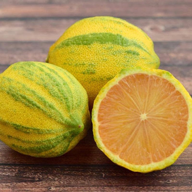 Pink Variegated Lemon Tree Texas Grown no Shipping to AZ Etsy