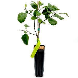 May include: A young citrus tree in a black plastic pot. The tree has vibrant green leaves with water droplets, a slender brown trunk, and a yellow tag. The pot is filled with a light brown potting mix, and the background is white.