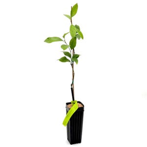MEYER LEMON TREE (Valley Lemon) - Texas Grown - Certified Nursery - Tangy & Sweet - Perfect Container Citrus (No Shipping to az, ca, la, fl)