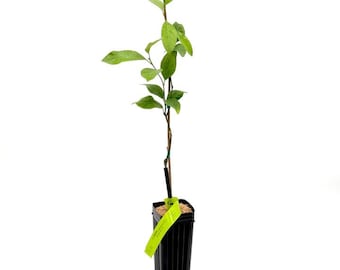 MEYER LEMON TREE (Valley Lemon) - Texas Grown - Certified Nursery - Tangy & Sweet - Perfect Container Citrus (No Shipping to az, ca, la, fl)