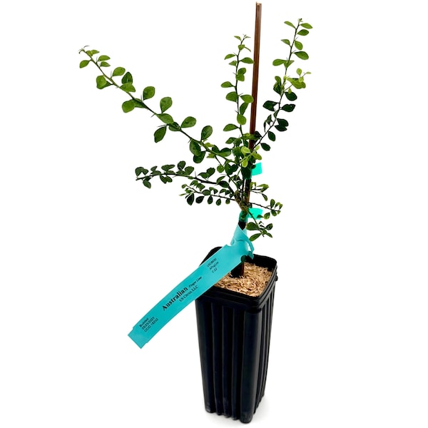 Australian Finger Lime Tree | No shipping to California, Florida, Arizona, Louisiana or Hawaii